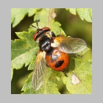 Gymnosoma sp - Raupenfliege 09.jpg